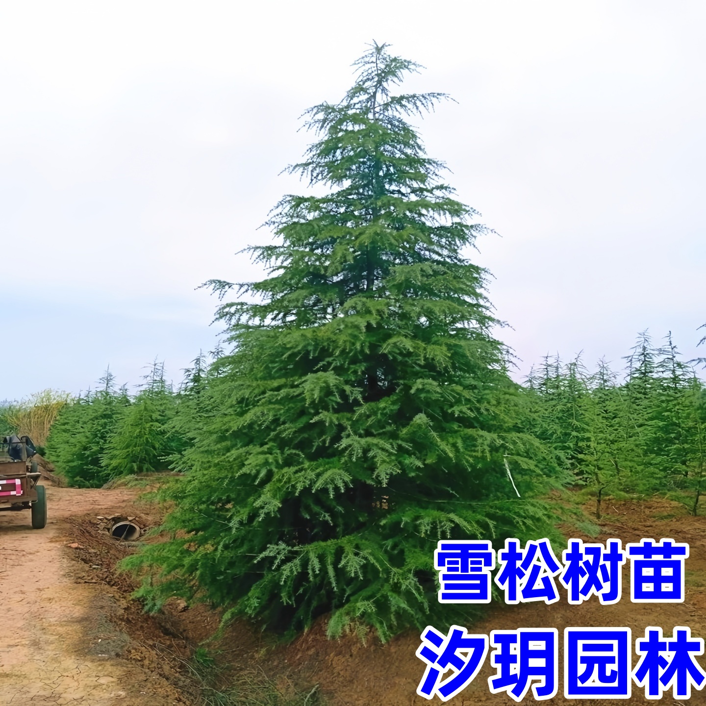 汐玥园林雪松树苗盆栽庭院别墅园林绿化工程苗木耐寒植物松树苗