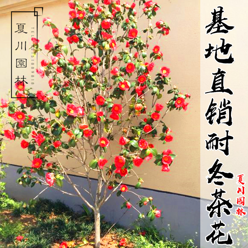 耐冬大山茶花树苗南方北方种植庭院绿化盆栽地栽四季