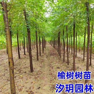 金叶榆树苗别墅庭院大型耐寒风景树绿化树白榆黄金榆树苗榔榆垂榆