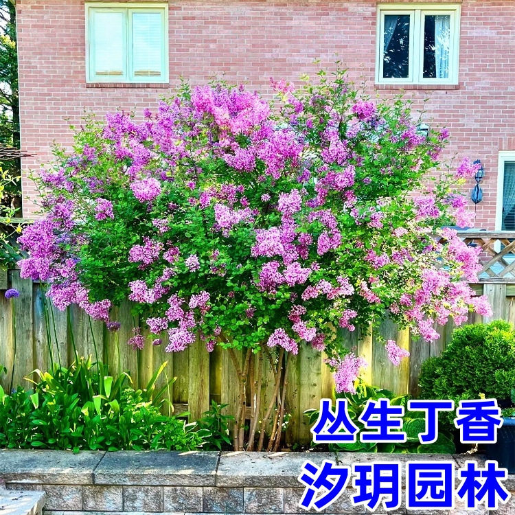 丁香花苗耐寒大型风景树