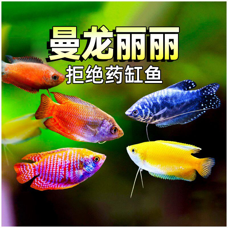 蓝曼龙鱼大黄曼龙血丽丽五u彩七彩鱼丝足鱼观赏鱼热带小型鱼淡水