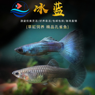 冰蓝孔雀鱼凤尾孔雀鱼特大孕母临产胎生鱼K直接生小鱼新手好养耐