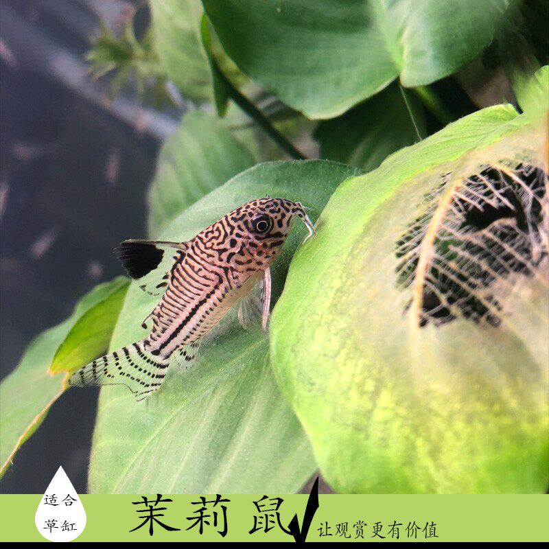 底层鱼茉莉鼠热带金n台鼠珍珠鼠缸底栖清洁擦缸工具鼠鱼吃鱼屎的