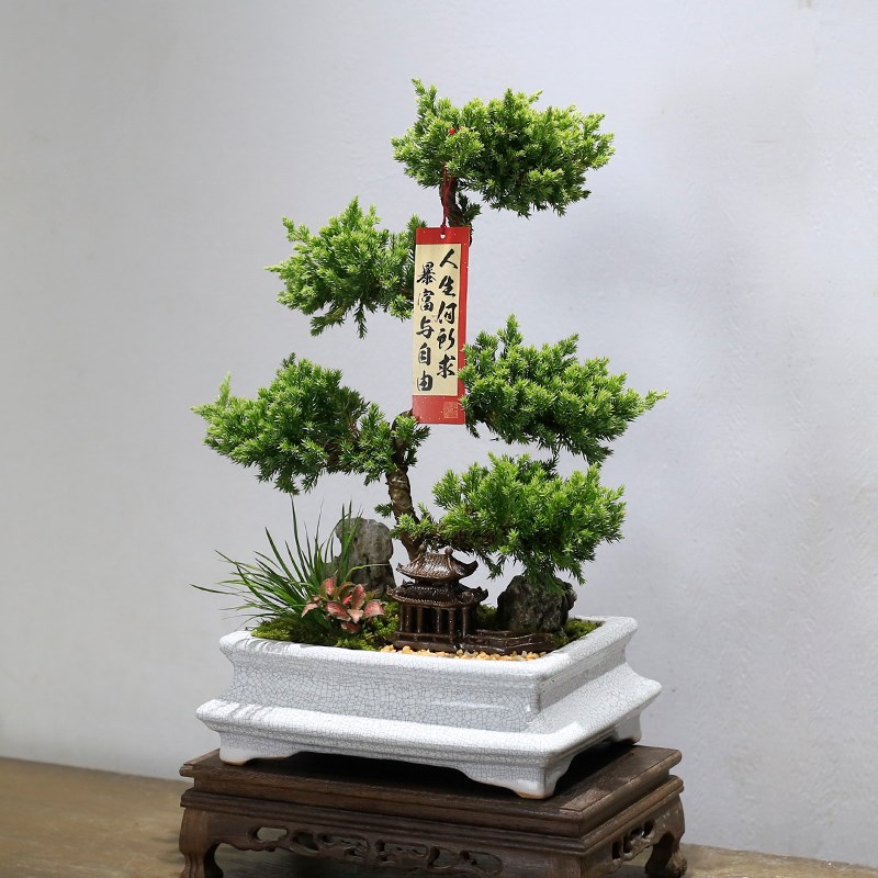 五层塔松盆栽造型地柏盆s景植物室内书房茶室办公室桌面绿植送礼