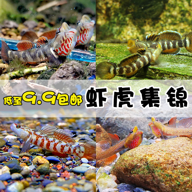 淡水稀有溪流乌岩岭周氏吻u原生虾虎鱼好养耐活冷水小型热带观赏