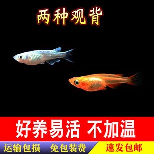 观背青鳉c冷水观赏鱼小鱼耐活好养生命力强的鱼不打用氧淡水原生