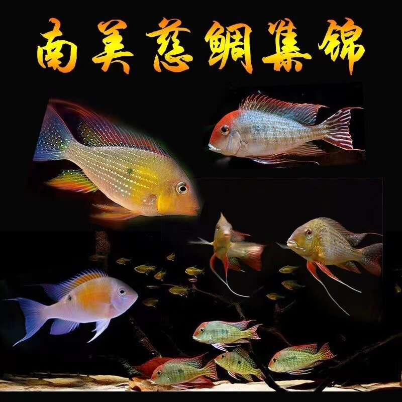 南美食土鲷关刀鱼朱巴丽关刀斯维尼中S大型热带观赏鱼
