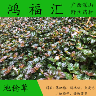 新鲜地念草 地菍 火炭泡 地稔根 铺地锦 矮脚菠萝 500g