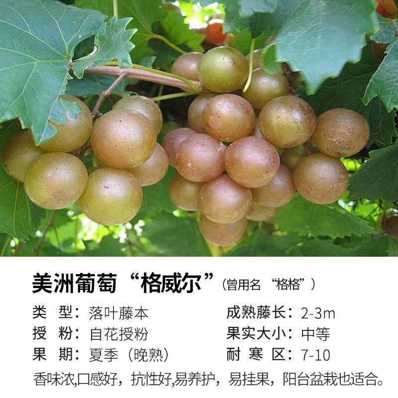 美国圆叶葡萄苗格威尔盆栽地栽爬藤果树苗带原土杯包对版福建发货