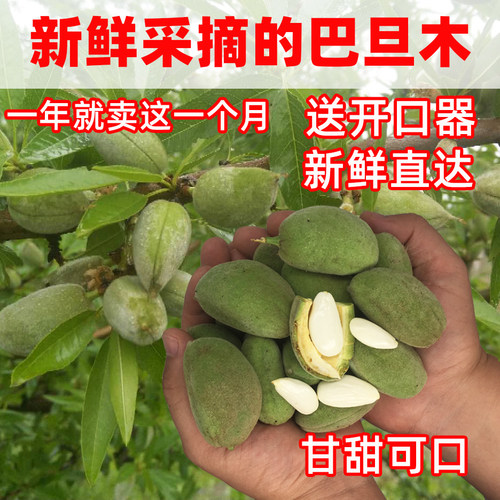 新鲜采摘青皮巴旦木鲜果产地直发