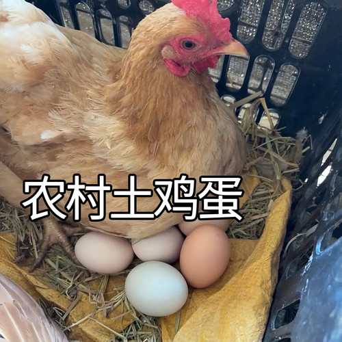 正宗土鸡蛋农户家收来散养柴鸡蛋农村天然虫草蛋新鲜鸡蛋谷物喂养