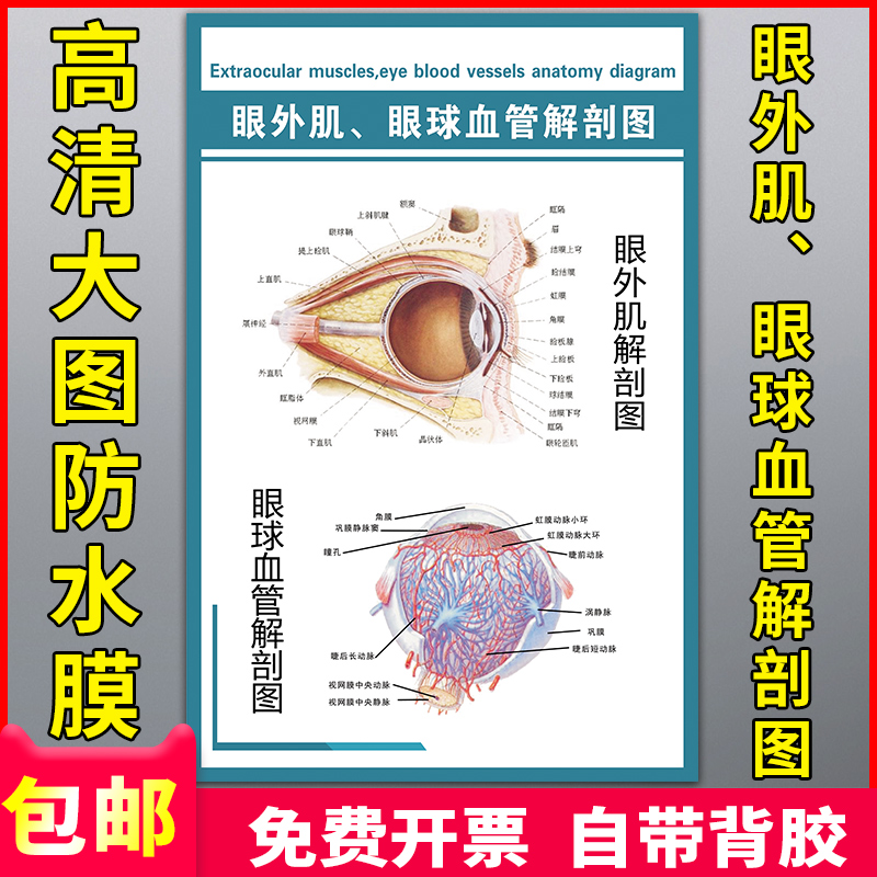 眼外肌眼球血管解剖挂图墙贴眼科科普知识海报医学教学标准解剖图