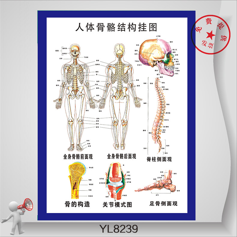 人体骨骼机构挂图 脊柱骨骼挂画 关节模式图海报 医院科室墙贴画