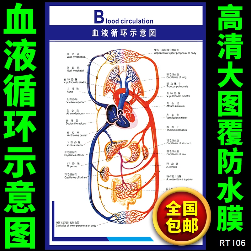 血液循环示意图|人体心脑血管示意挂图|人体系统解剖图|医院海报