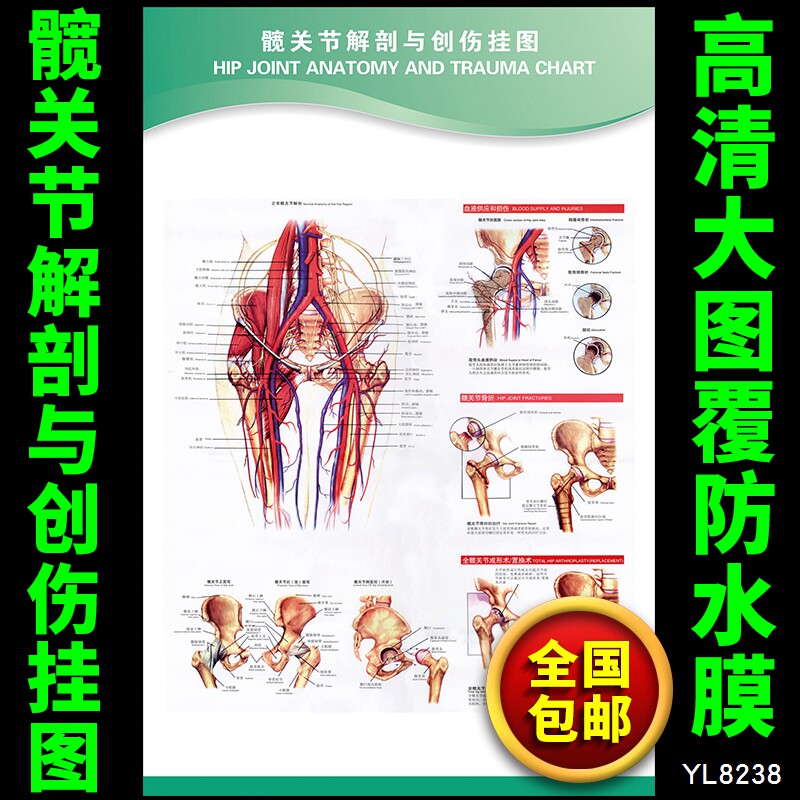髋关节解剖与创伤挂图 人体关节结构图 医院内科骨科解剖挂图海报