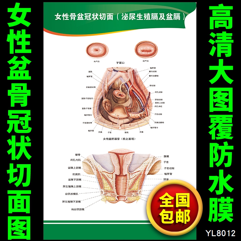 女性骨盆冠撞切面挂图 医学医科室宣传招贴画 人体系统解剖图海报