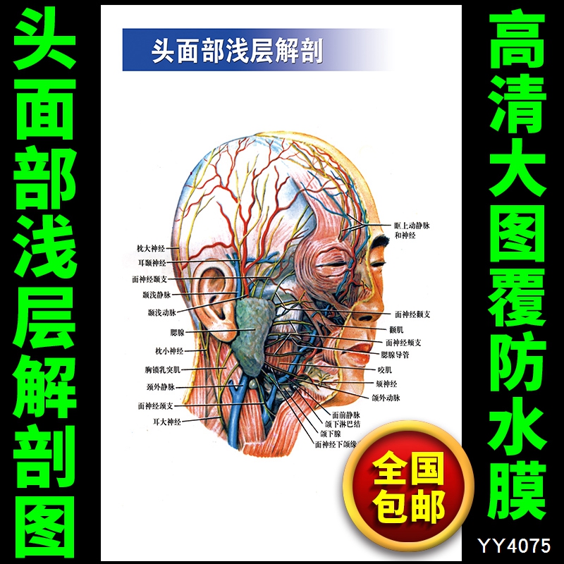 头部面部浅层解剖知识挂图 医院科室装饰画 人体系统解剖宣传海报