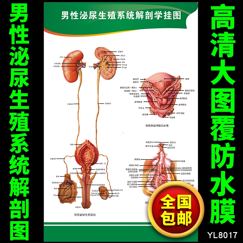 人体系统解剖图海报 男性泌尿生殖系统解剖图挂图 医院医学墙贴画