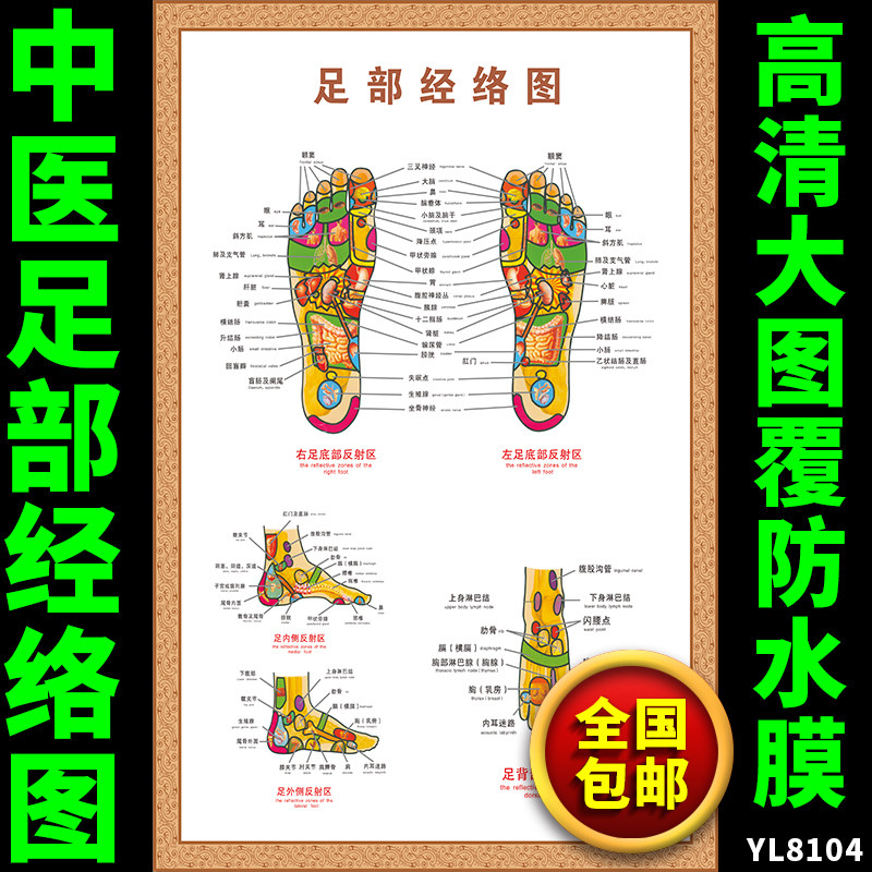 人体经络穴位挂图 脚步经络图 足部按摩穴位图解