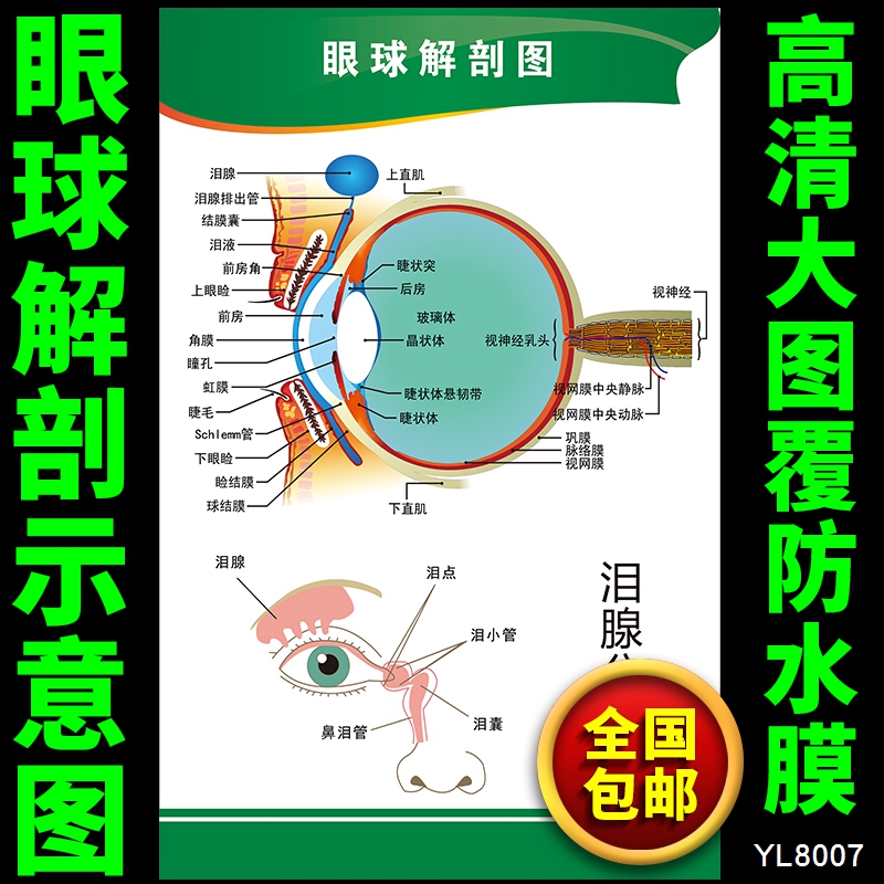 眼球解剖图海报 医学海报挂画 人体系统背胶挂图 眼科