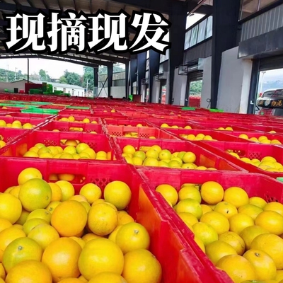 官方直供M/L/XL/珍品宗褚花斑橙