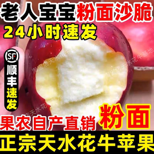 顺丰甘肃天水正宗花牛苹果直销蛇红果婴宝宝老人粉面沙脆新鲜水果