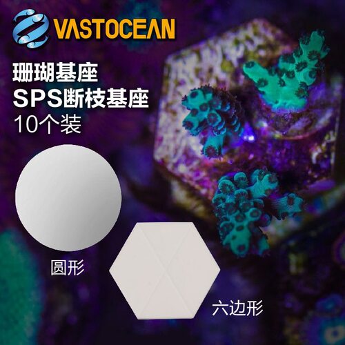 T珊瑚基座海水珊瑚断枝座断肢纽扣基座珊瑚底座繁殖支架