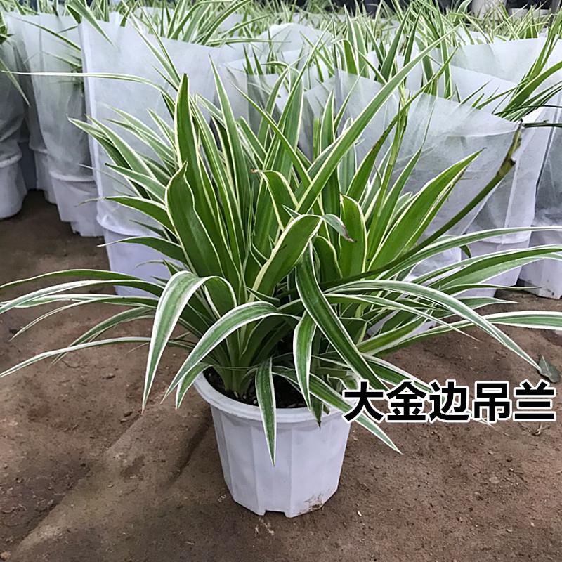 精选吊兰盆栽金边金心大