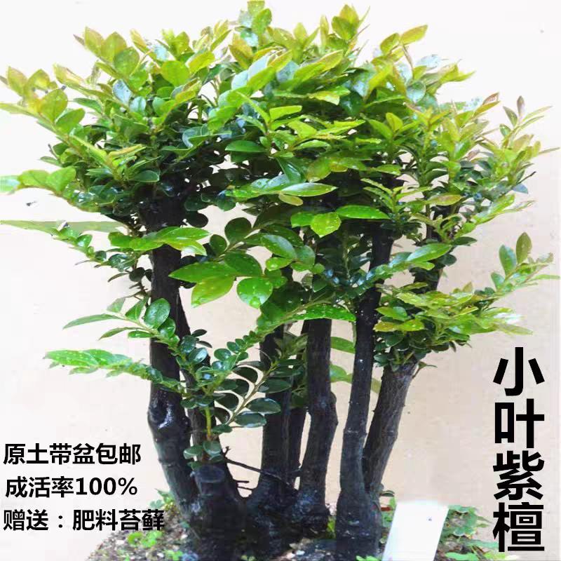 小叶紫檀盆景树桩树苗室