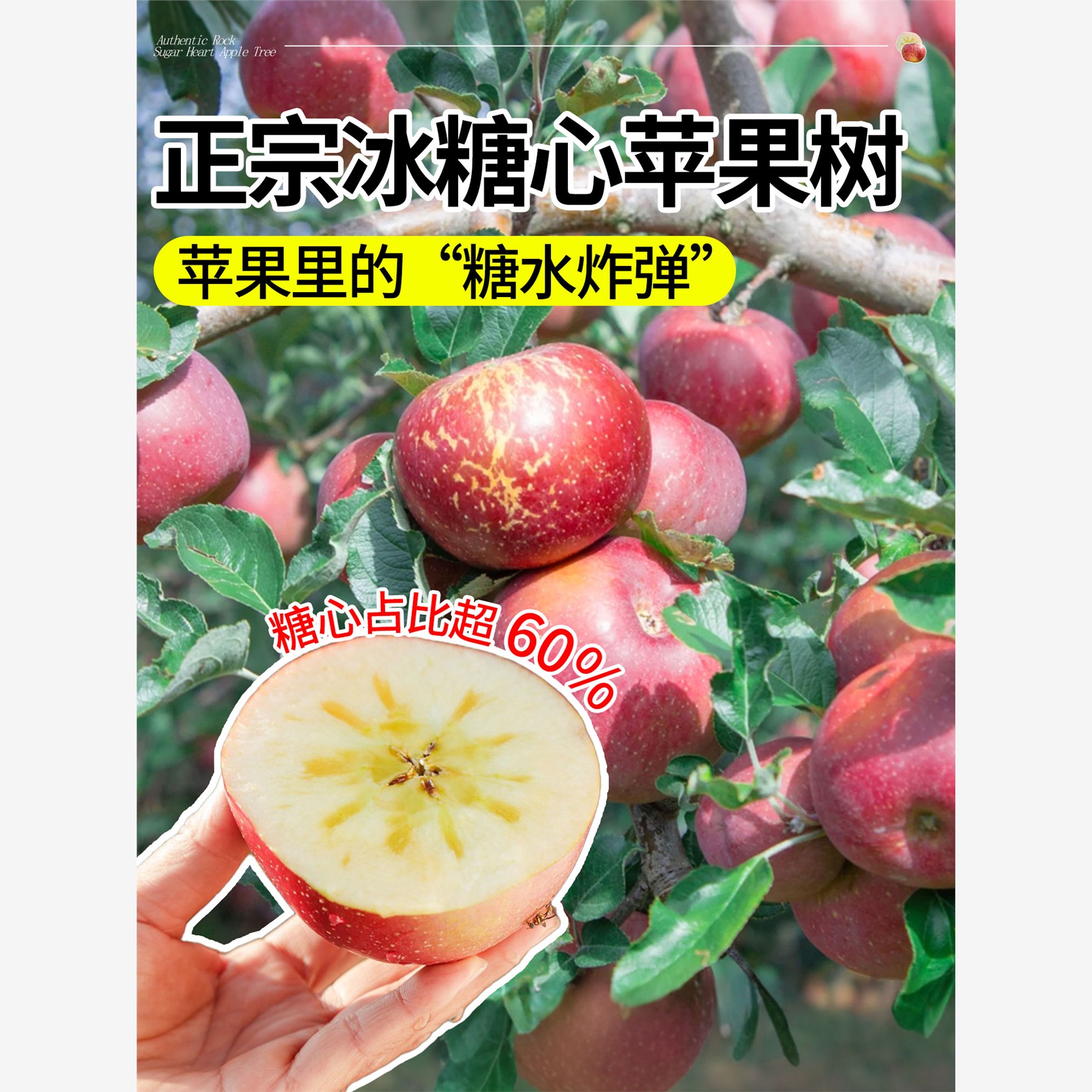 苹果树苗嫁接冰糖心苹果苗南北方四季种植庭院地栽盆栽当年结果