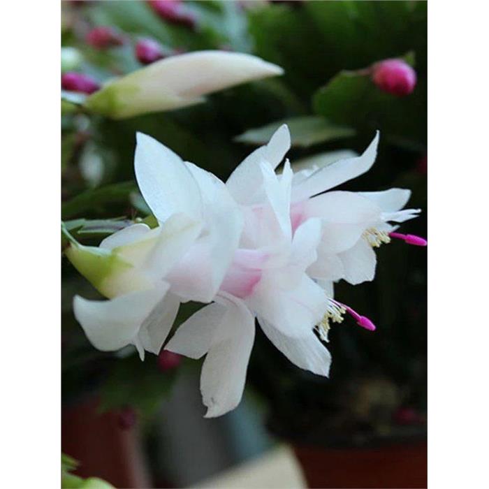 【白色蟹爪兰】盆栽带花