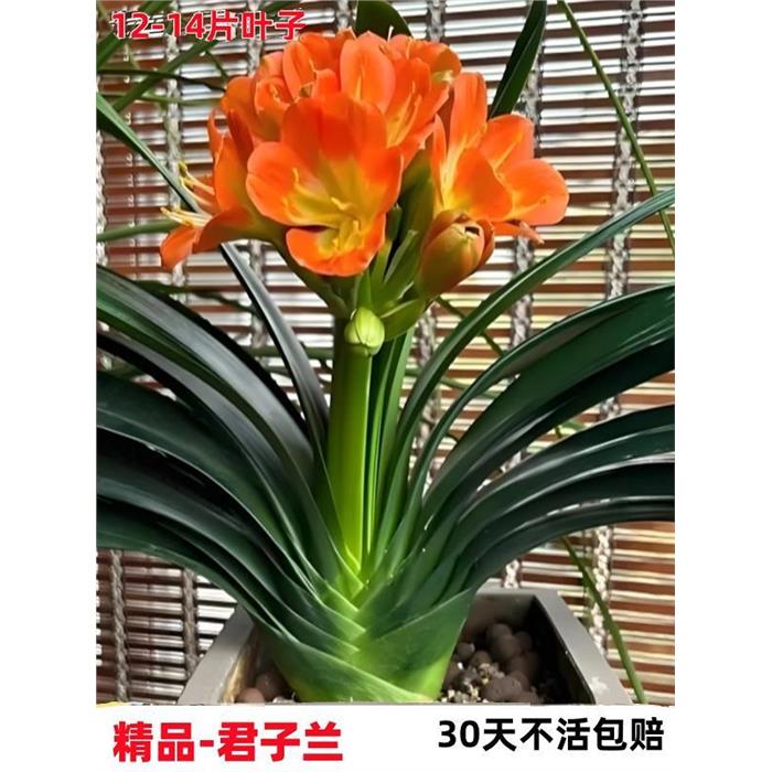 君子兰盆栽精品绿植花卉