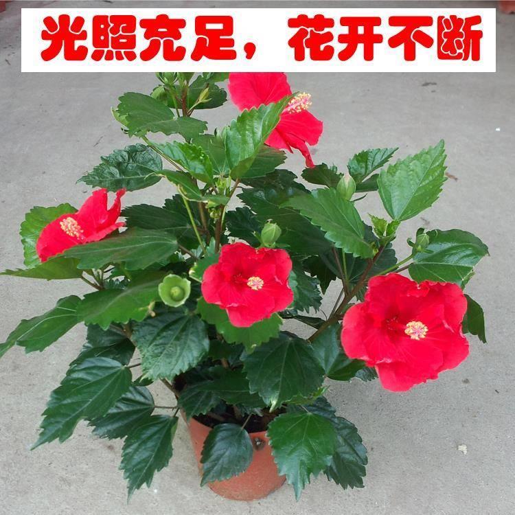 扶桑花带花苞朱瑾树苗盆
