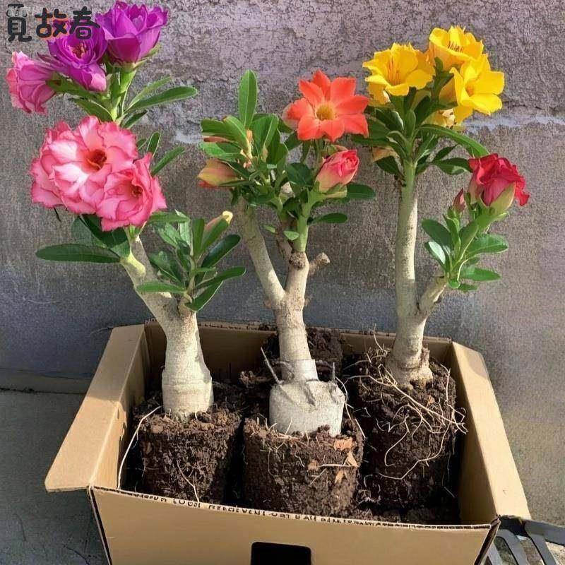 沙漠玫瑰盆栽重瓣带花苞