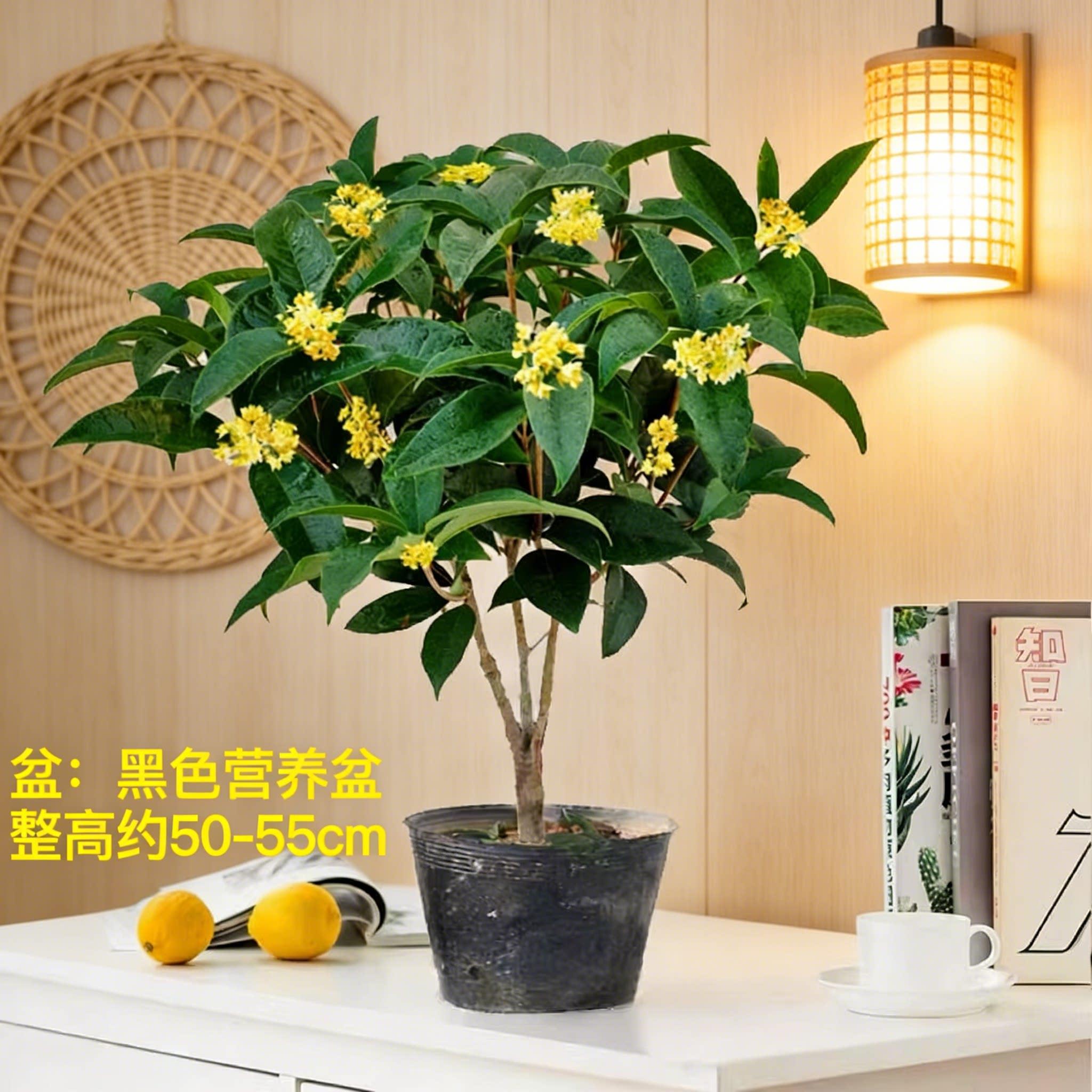 四季桂花盆栽浓香树苗正