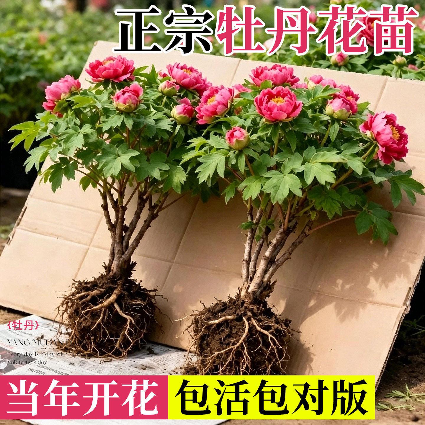 正宗洛阳大花牡丹花树苗