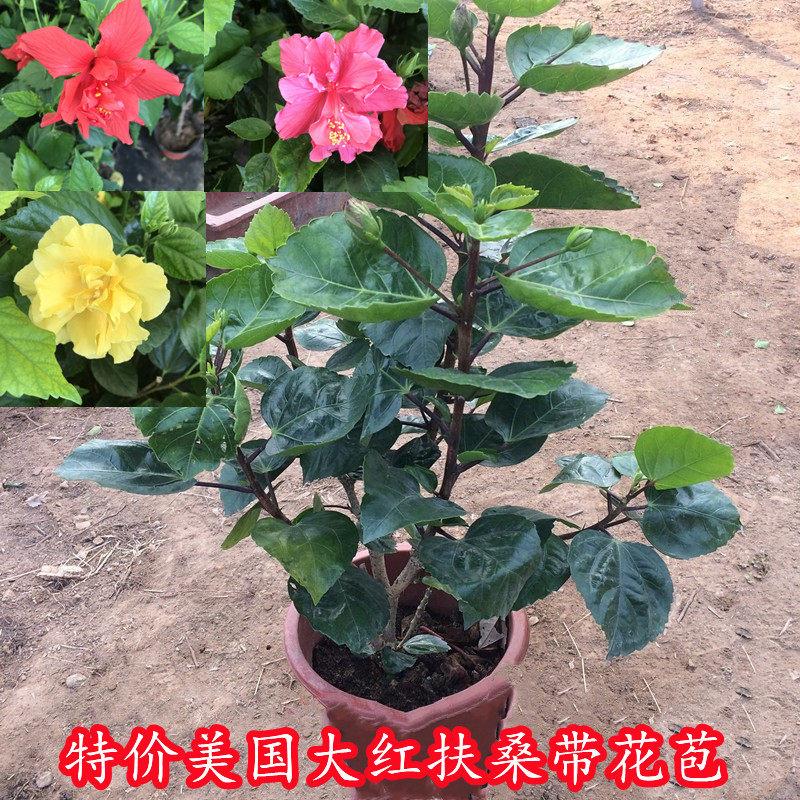 扶桑花苗盆栽绿植大花
