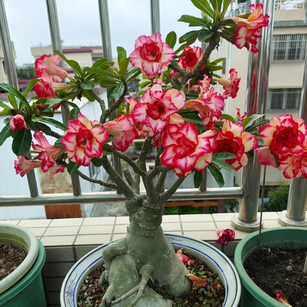 沙漠玫瑰盆栽重瓣带花苞