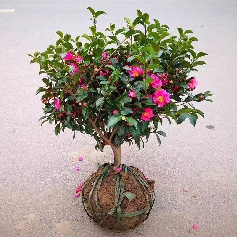 苗树小玫瑰茶梅球茶花盆