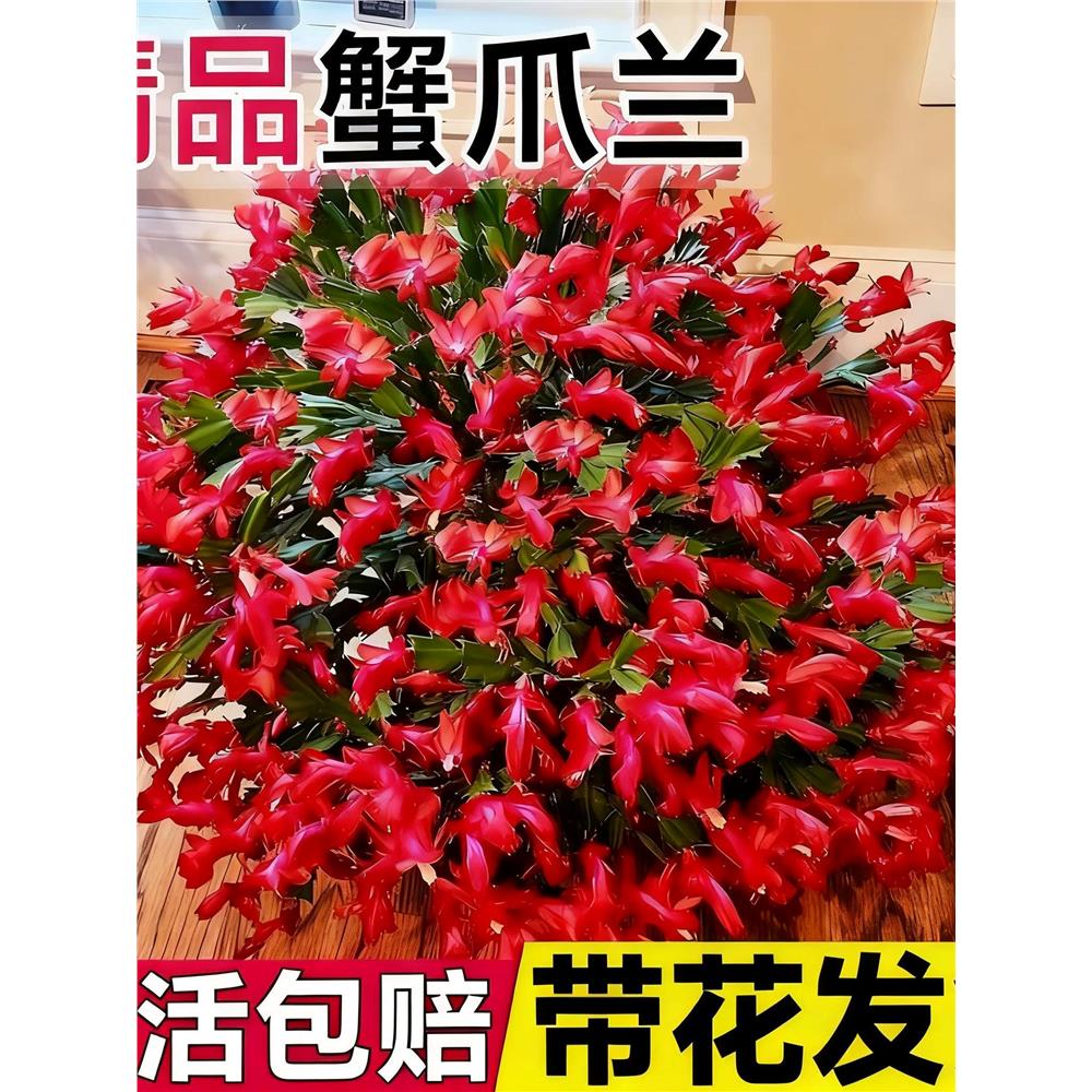 蟹爪兰盆栽带花苞多色花