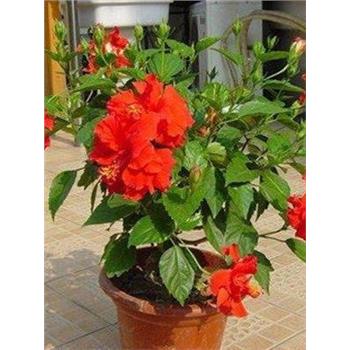 扶桑花盆栽巨大花重瓣带
