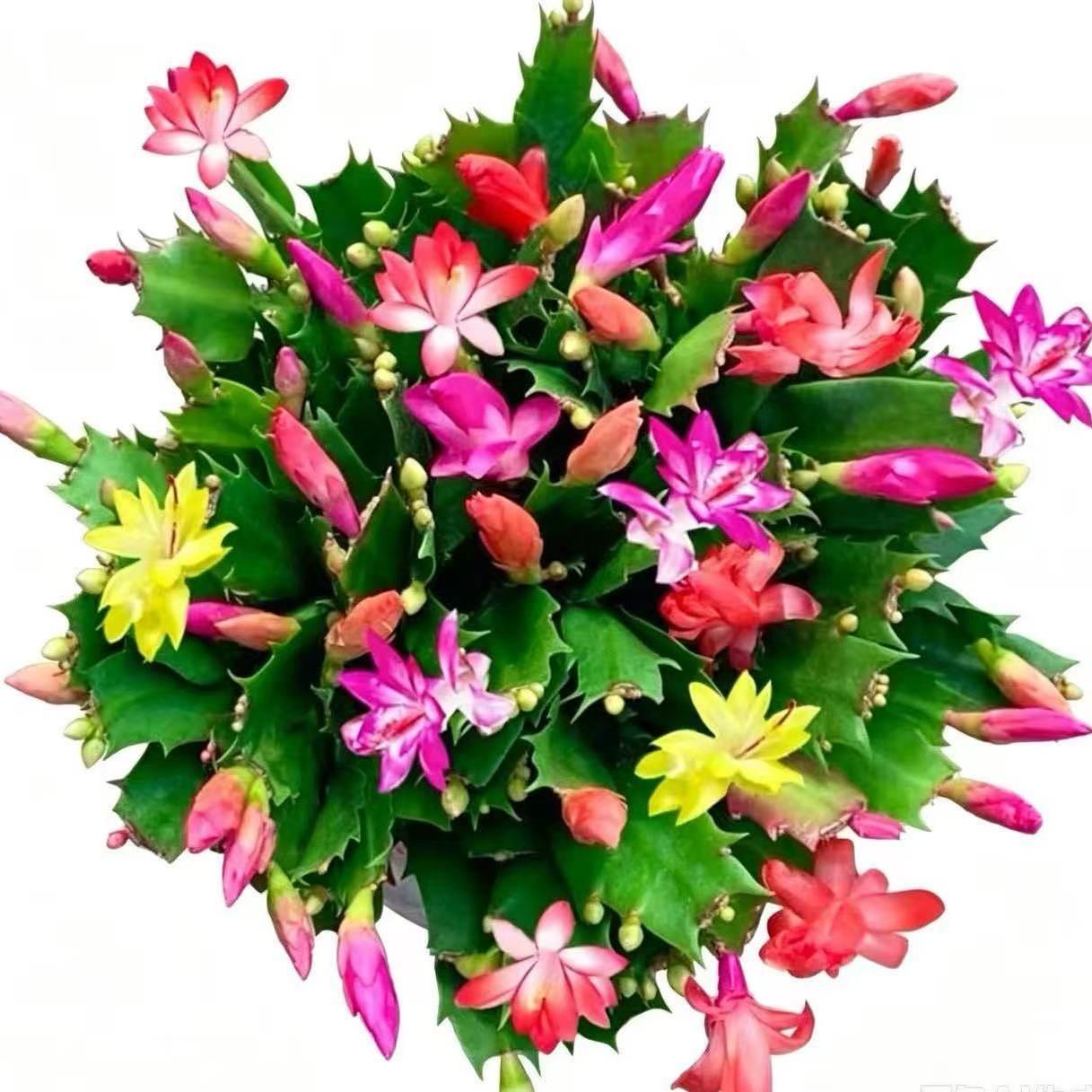 蟹爪兰盆栽带花苞多色花