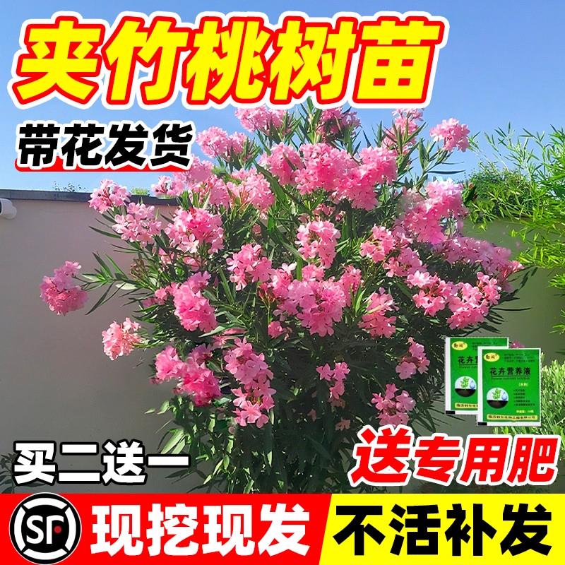 夹竹桃树苗盆栽绿化苗木