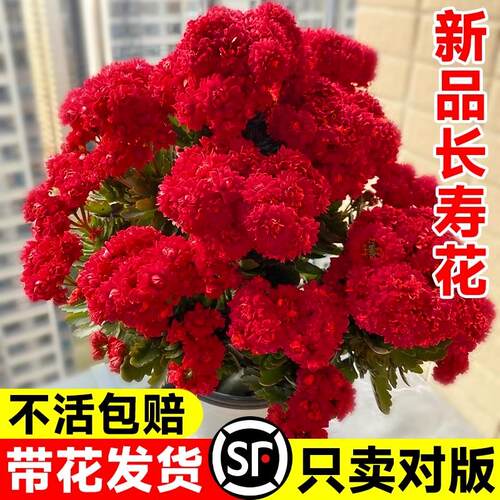 新品长寿花盆栽带花苞重