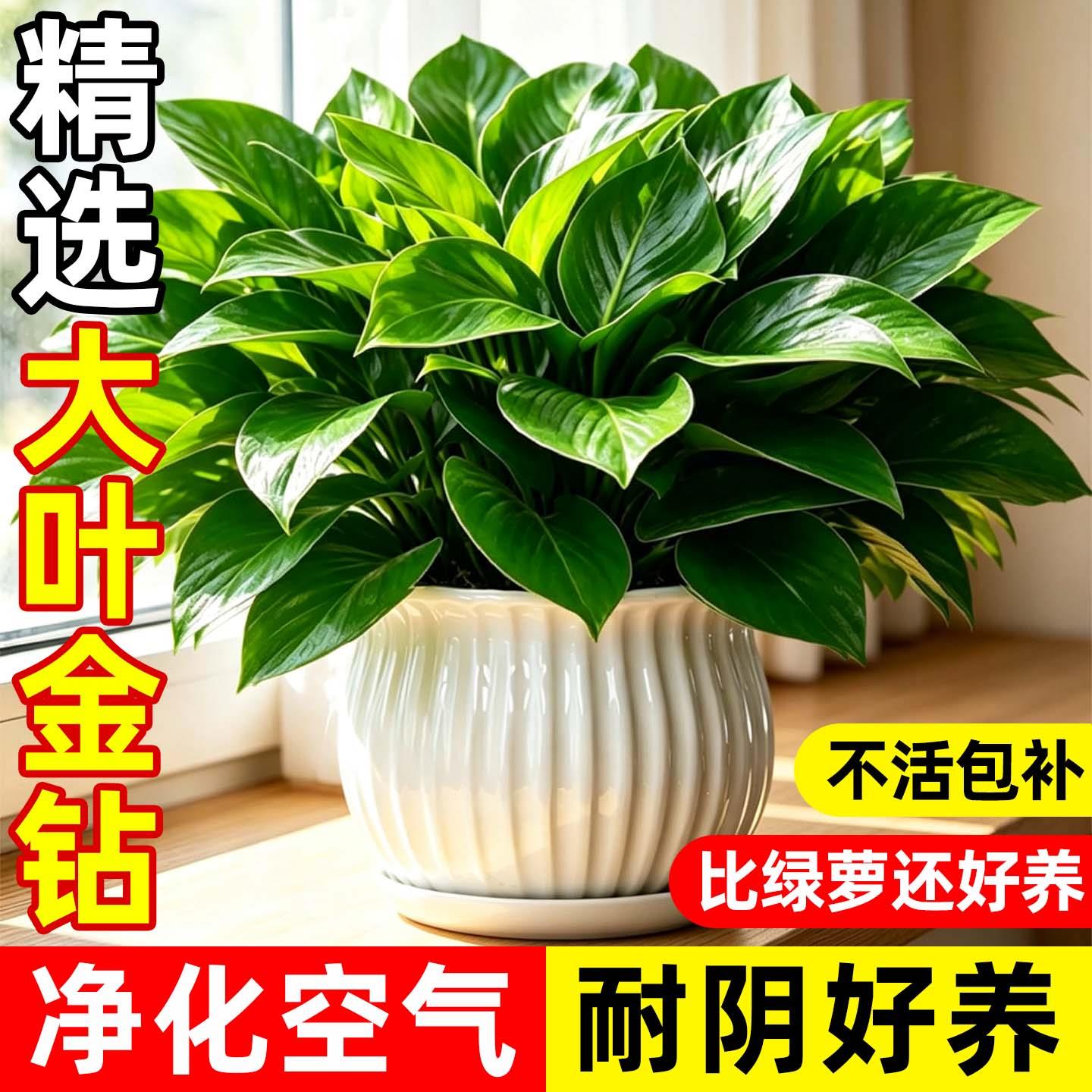 金钻盆栽绿植绿公主室内图片