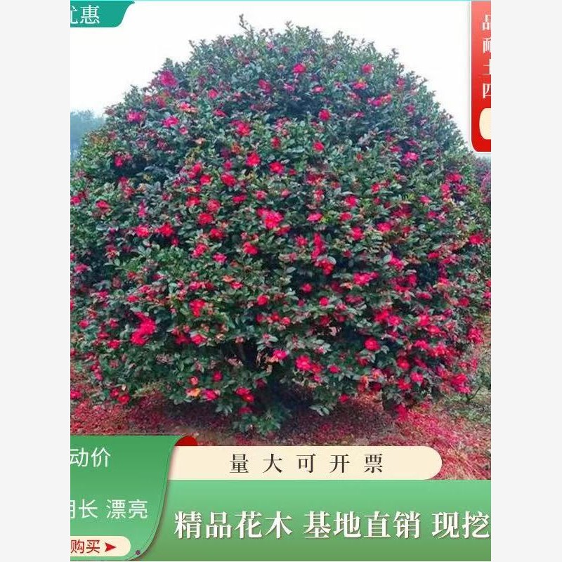 茶梅花苗树苗茶梅球茶花盆栽冬茶梅盆栽四季带花苞庭院耐寒茶花苗