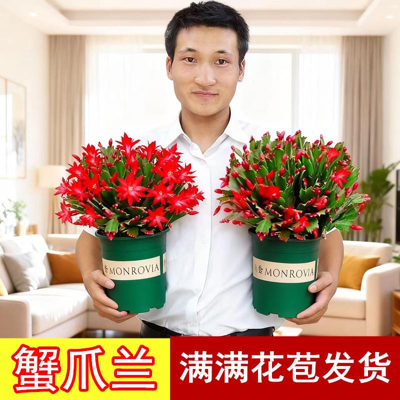 重瓣大花蟹爪兰带花苞大
