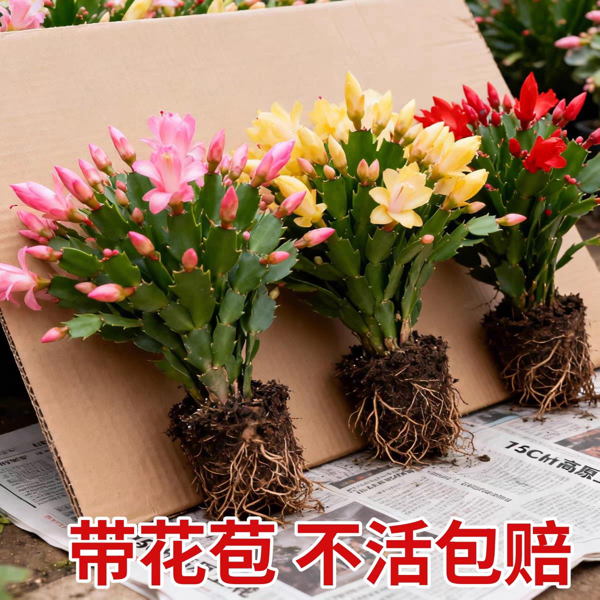 【带花苞】蟹爪兰盆栽绿
