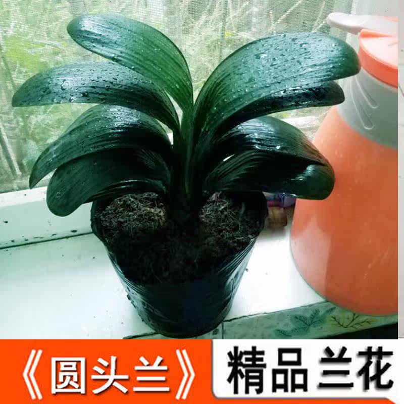 圆头和尚头君子兰盆栽花