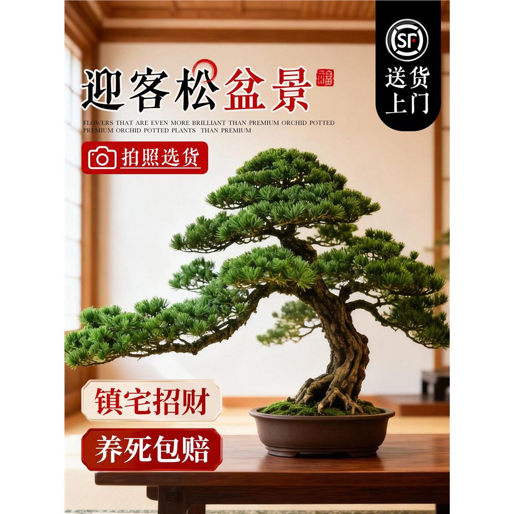 正宗迎客松真树罗汉松盆